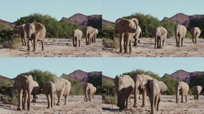 纳米比亚纳米布沙漠Hoanib山谷六只沙漠大象的4k视图