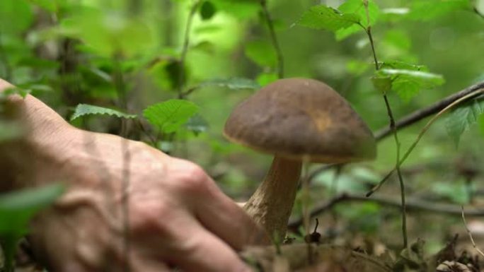 森林中生长的CU手收获蘑菇