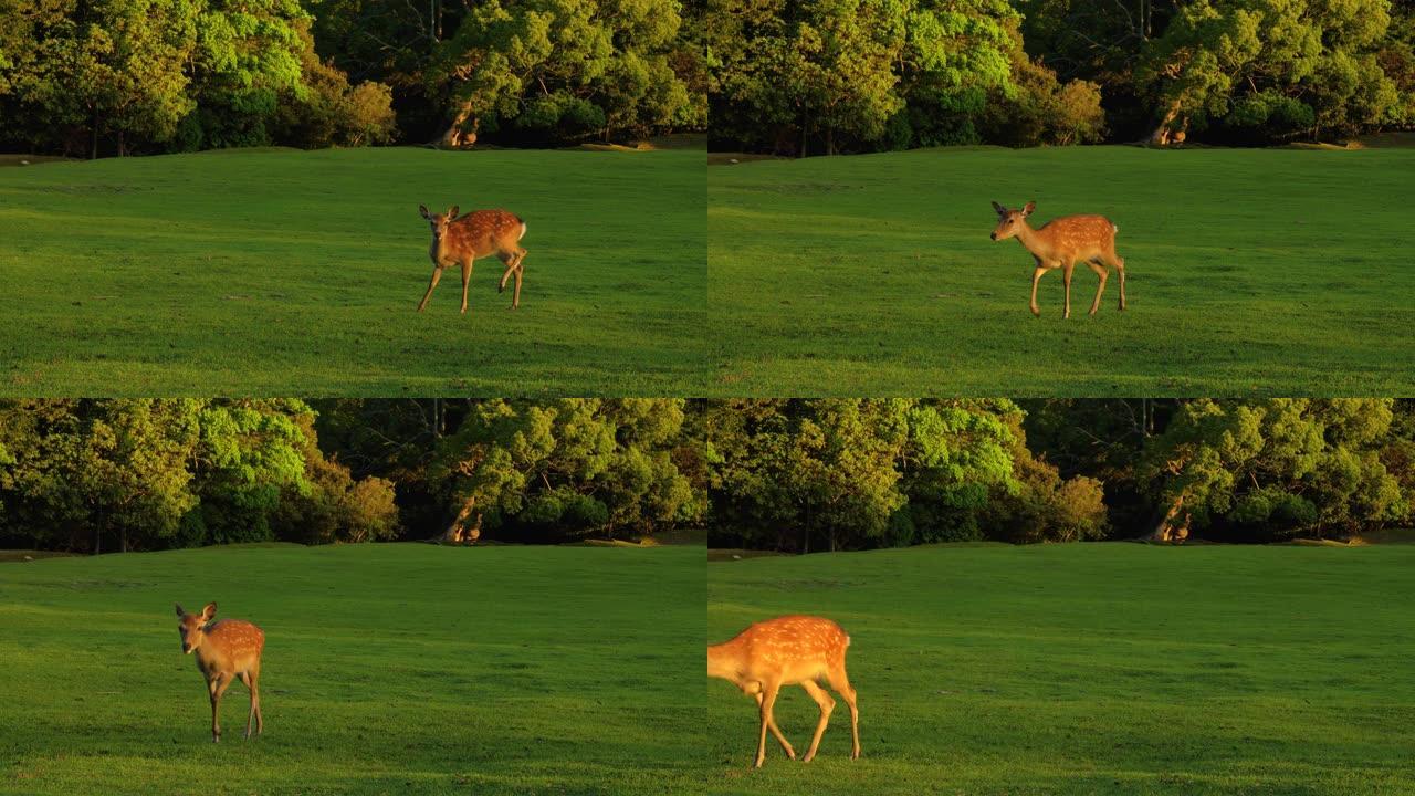草原户外野生动物中的一只可爱的幼鹿，4k