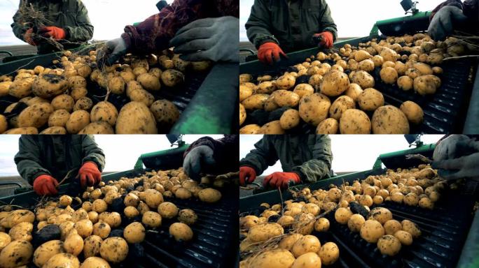 工人在特殊的输送机上分类土豆，关闭。
