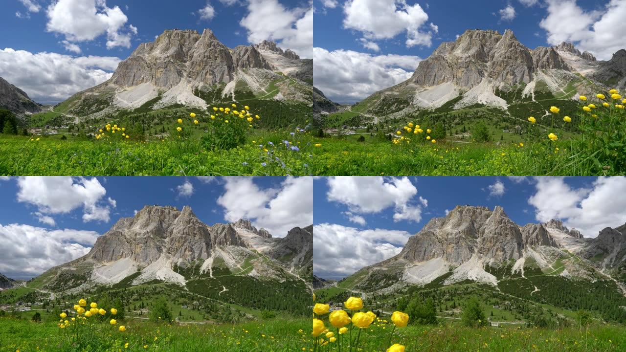 美丽的高山野花和绿草在风中挥舞着，在意大利的多洛米蒂山脉及其下方的山谷中。Steadicam sho