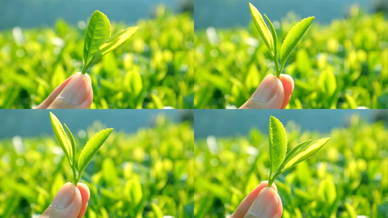 手里拿着新鲜的绿茶叶子