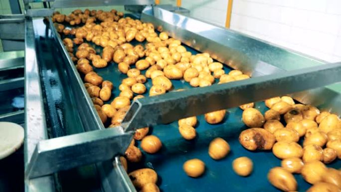 工厂输送机在食品设施中运输洗过的土豆。