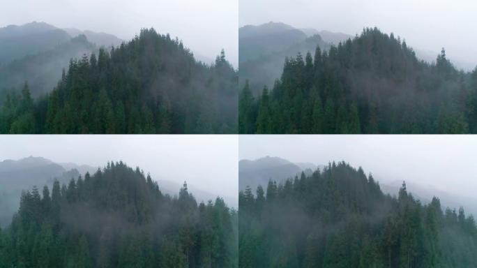 空中雾天松树树林早上，4k