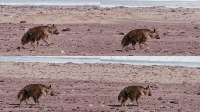纳米比亚骷髅海岸国家公园海岸线上行走的棕色鬣狗的4k视图