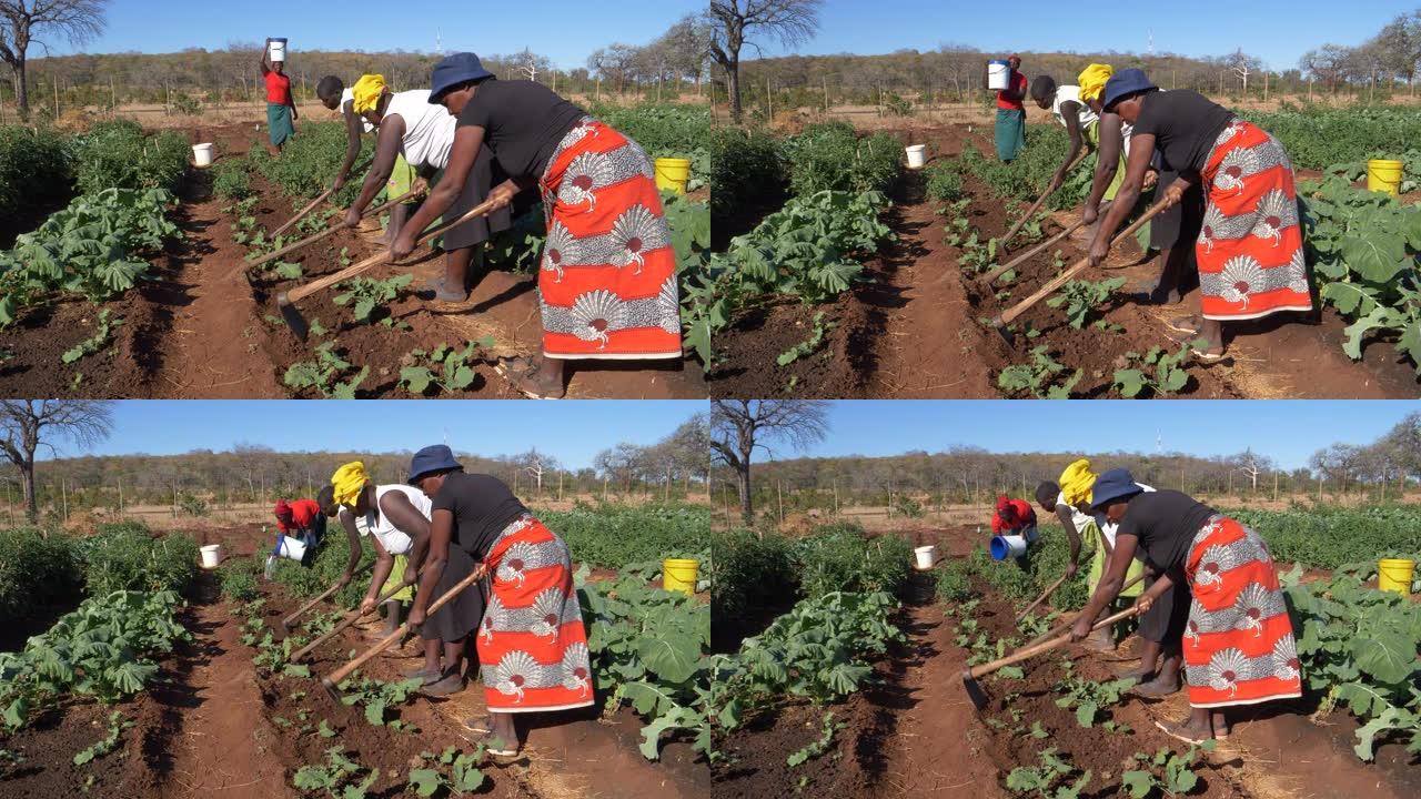 女人用手给蔬菜浇水，而其他人则用在津巴布韦社区花园中生长的a头清除蔬菜之间的杂草