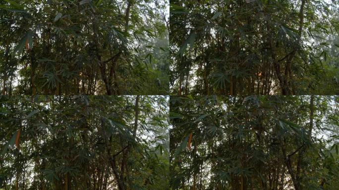 傍晚时间竹树和太阳耀斑的4k DCI镜头