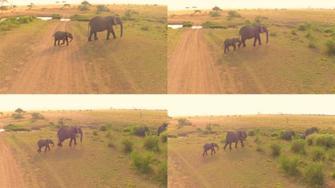 特写: 母象和小象在野生动物园保护区穿越尘土飞扬的道路