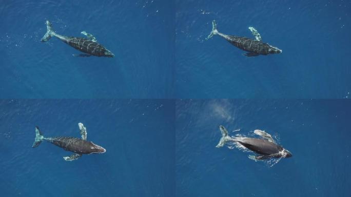 海洋中嬉戏的座头鲸