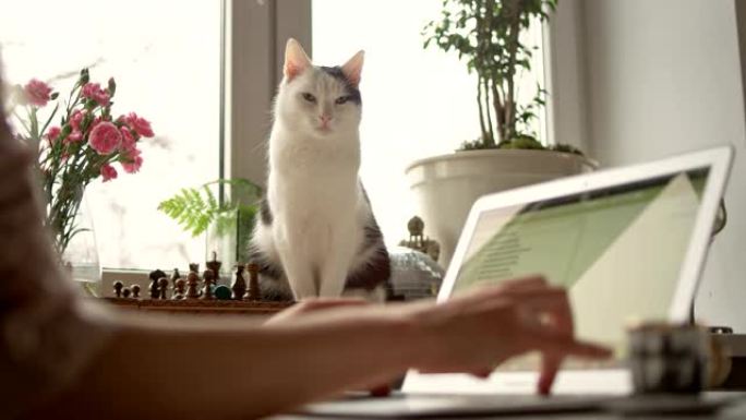 早上的咖啡，笔记本电脑和猫。