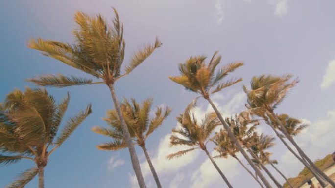 MS棕榈树在阳光明媚的蓝天下摇曳，迈阿密海滩，佛罗里达州，美国