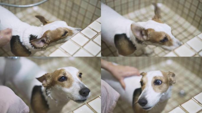 宠物收养后，杰克·罗素梗犬在浴室被洗
