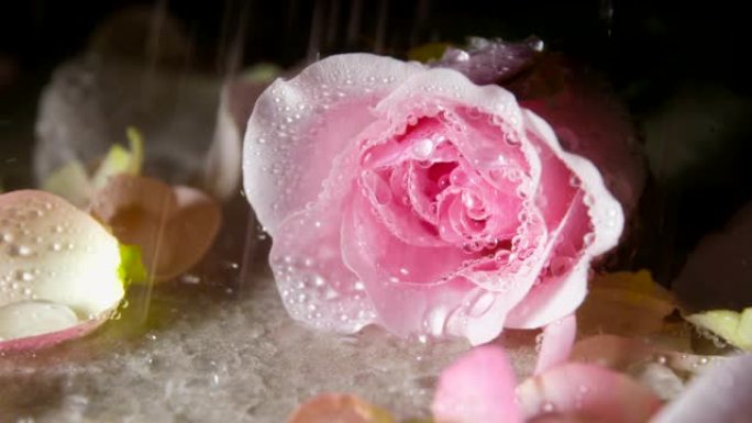 雨滴落在玫瑰上粉色玫瑰雨中玫瑰花雨水玫瑰