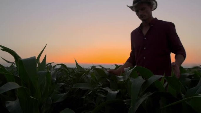 MS成年农民在黄昏时在年轻的玉米植株中行走