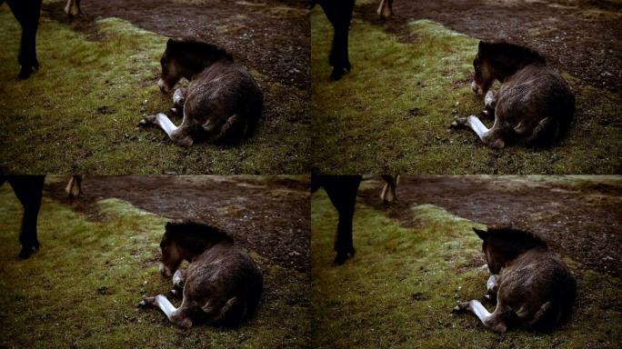 可爱的小马驹躺在田野上吃草。冰岛小马在大自然上休息。