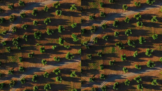 俯视图空中无人机镜头: 橄榄树种植着夕阳的种植园