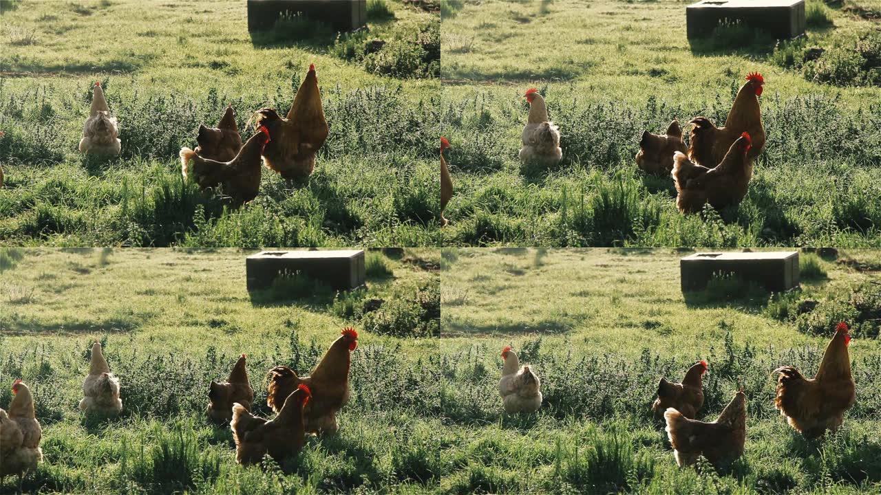 鸡在农场里走来走去。