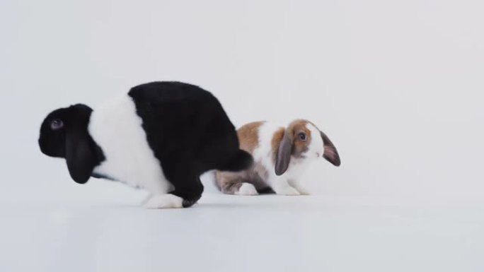 两只微型黑白翻牌耳兔在白色背景上跳跃的工作室肖像