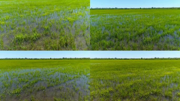 水稻种植的绿色田野观