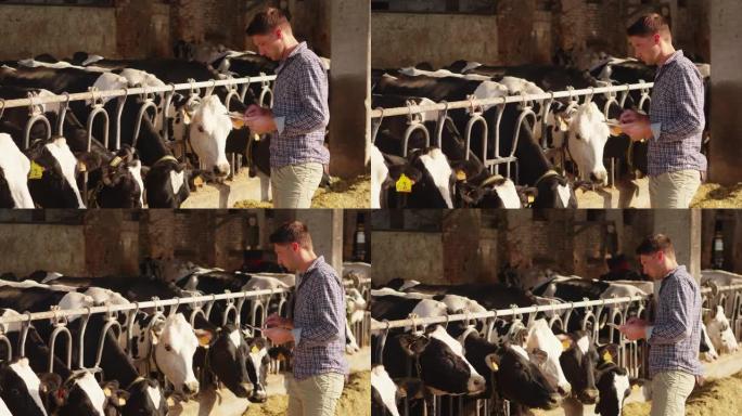一个年轻农民的慢动作正在使用平板电脑来控制农场中用于生物奶制品行业的成年奶牛的状态，并在相机中微笑