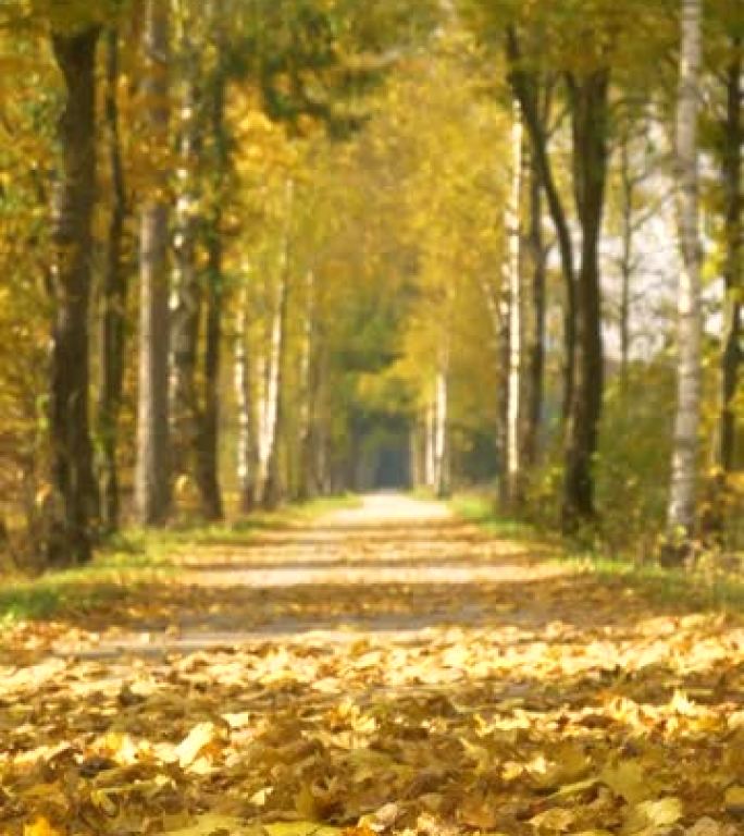 垂直: 华丽的金色树叶覆盖着风中的柏油路。