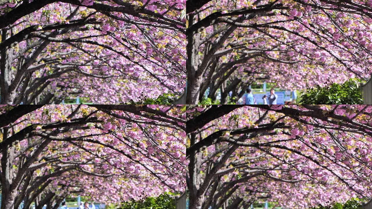 日本人沿着一排樱花树散步