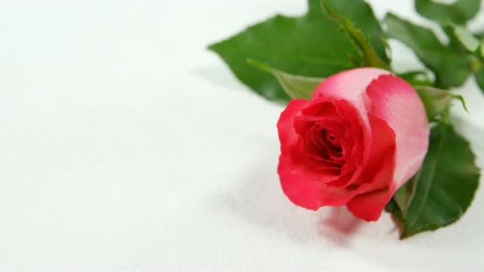 白色表面的新鲜红玫瑰4k