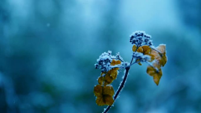 冬天下雪冬天大雪雪景枯树枝