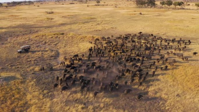 乘坐4x4越野野生动物园车辆的游客的空中平移视图，观看博茨瓦纳奥卡万戈三角洲的一大群布法罗角放牧