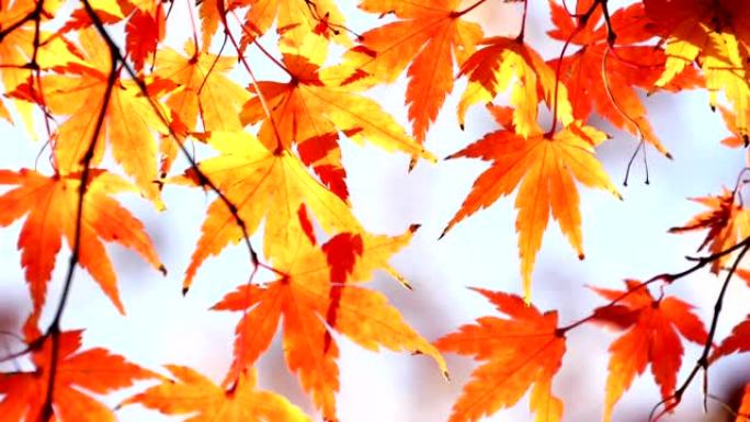 日本秋叶染红秋季风光深秋红叶空镜头
