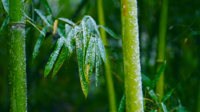 慢动作雪落在竹枝上