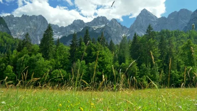斯洛文尼亚朱利安阿尔卑斯山特里格拉夫国家公园。绿色草地、树木和山脉的景观