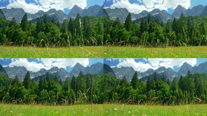 斯洛文尼亚朱利安阿尔卑斯山特里格拉夫国家公园。绿色草地、树木和山脉的景观