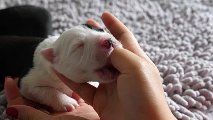 一只可爱的小狗吮吸人们的手指