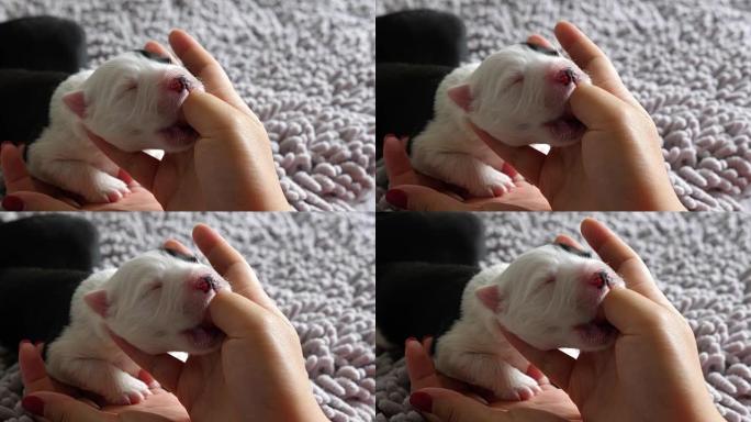 一只可爱的小狗吮吸人们的手指