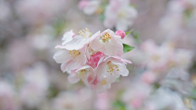 【原创】樱花特写升格慢镜头