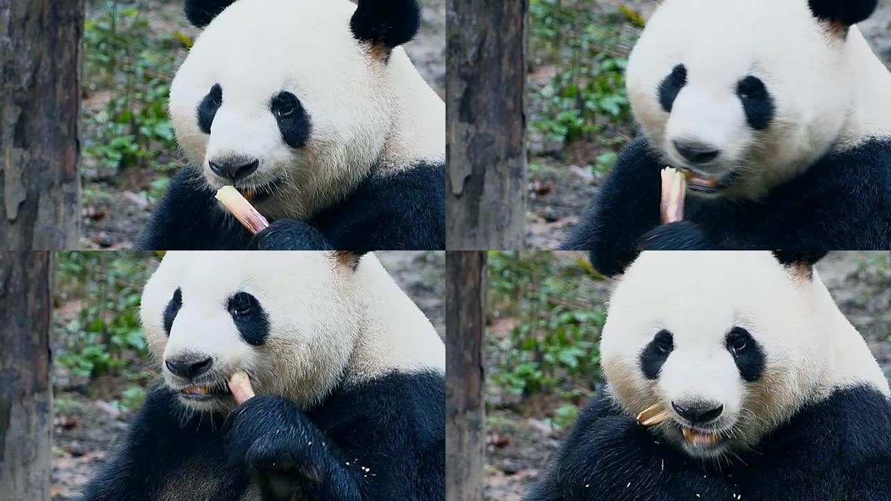 熊猫吃国宝大熊猫