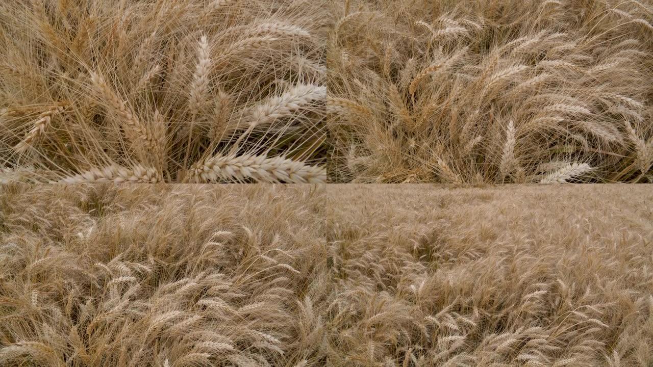 背景为中心枢轴灌溉的田间小麦的4k特写缩小视图