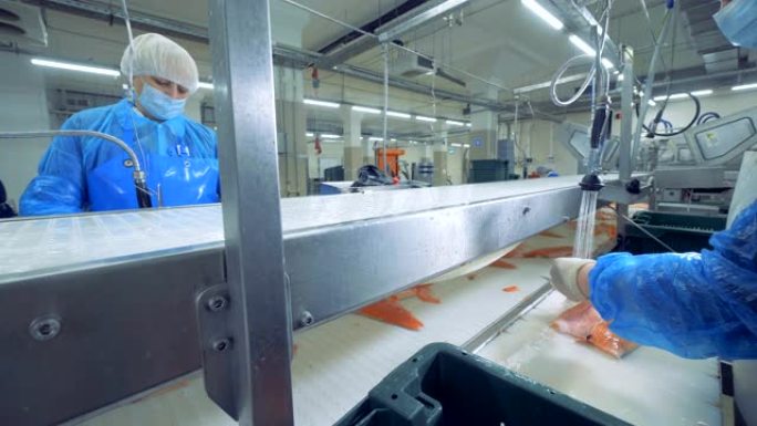 工厂工人正在切割鱼片。鱼工厂。