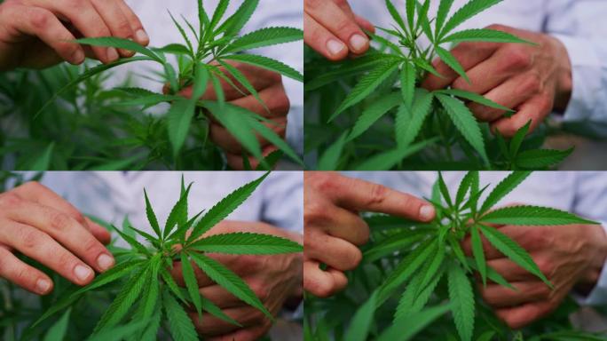 农艺师手的慢动作特写正在检查温室中的大麻植物，用于草药替代药物和cbd石油生产