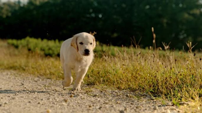 日落时分，超级慢动作MS金毛猎犬小狗在草地旁的一条土路上奔跑