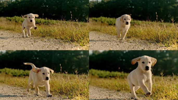 日落时分，超级慢动作MS金毛猎犬小狗在草地旁的一条土路上奔跑