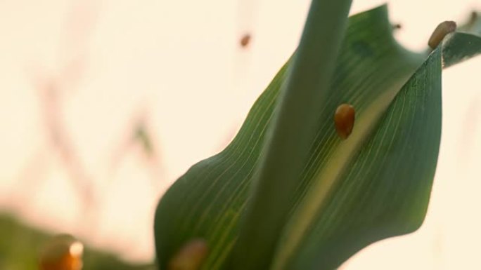 SLO MO玉米粒落在玉米植株上