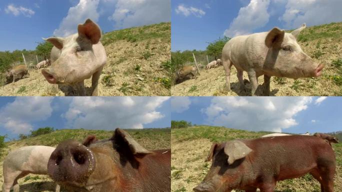 在农场上，一群美丽的猪 (粉红色，棕色) 在山坡和天空的背景下沿着山腰散步。
