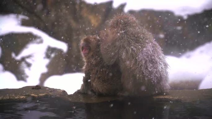 冬季，日本长野的日本猕猴或雪猴与温泉在雪猴公园或jigokudaani Yaen-Koen