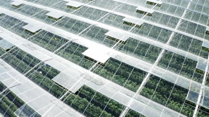 用于种植番茄的大型温室的空中屋顶