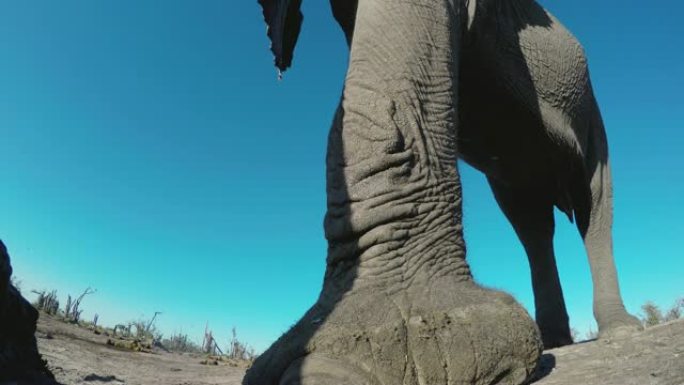 4k超特写低角度观察大象走到水坑并在背景中与另一只大象一起喝酒，博茨瓦纳