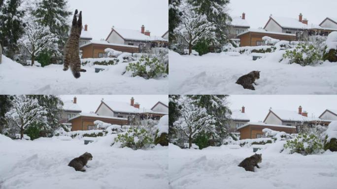 慢动作: 敏捷的家猫跳到空中捕捉一个小雪球。