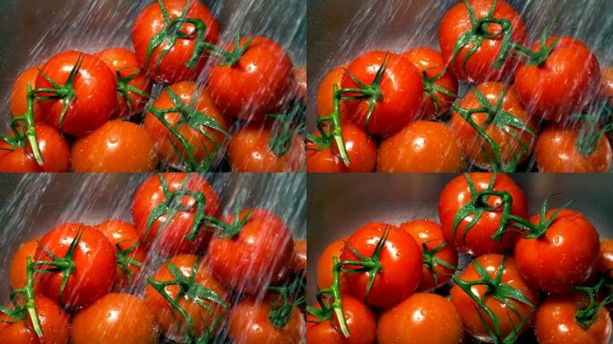 葡萄藤上的西红柿在水槽中洗净