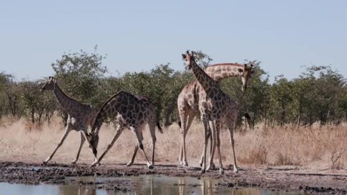 纳米比亚埃托沙国家公园水坑五只长颈鹿站立和喝水的4k特写视图